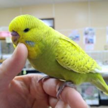 最新動画・画像あり！うっとり顔がたまりません♡ ジャンボセキセイの「ダイちゃん」いますよ〜