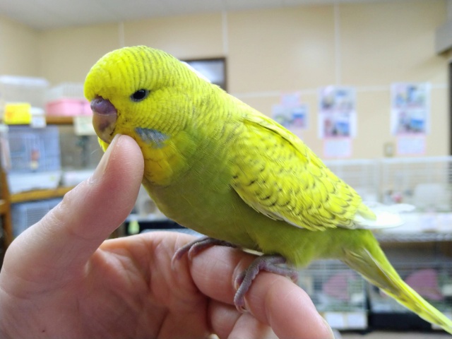 最新動画・画像あり！うっとり顔がたまりません♡ ジャンボセキセイの「ダイちゃん」いますよ〜