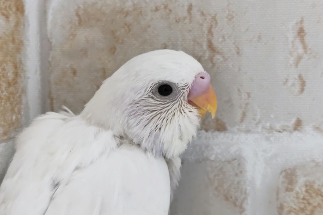 お腹に淡い紫色入ってます〜💜　セキセイインコ(ダブルファクター)