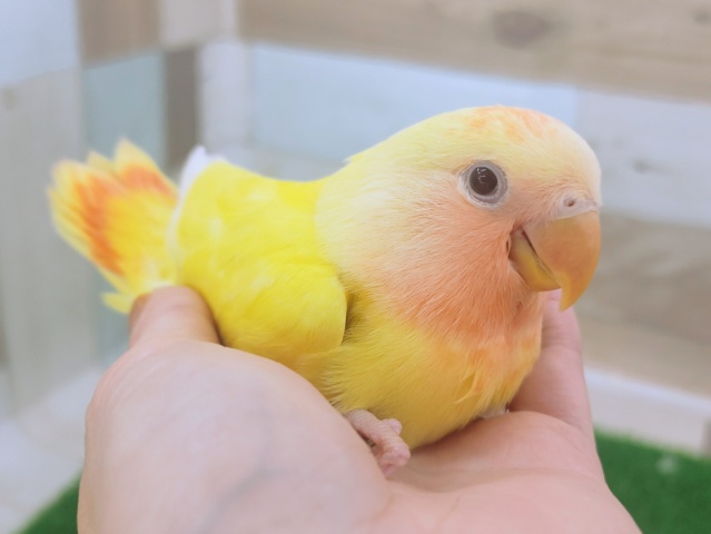 最新画像更新❤コザクラインコさん(ルチノーオパーリン)入荷しました〜❤