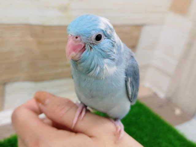 最新画像更新☆空柄❤マメルリハの男の子入荷しました〜❤