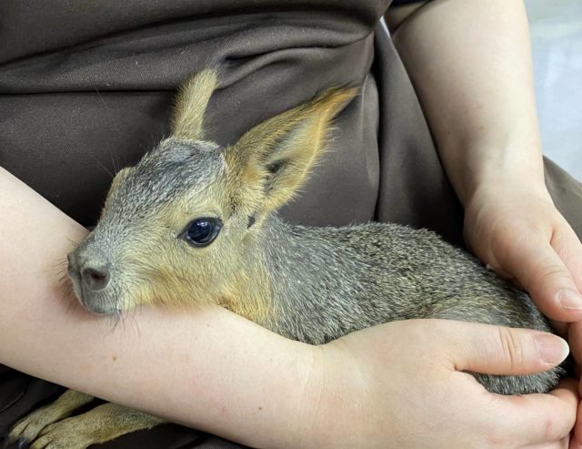 哺乳器大好き☆ マーラ、入荷予定のお知らせ〜〜