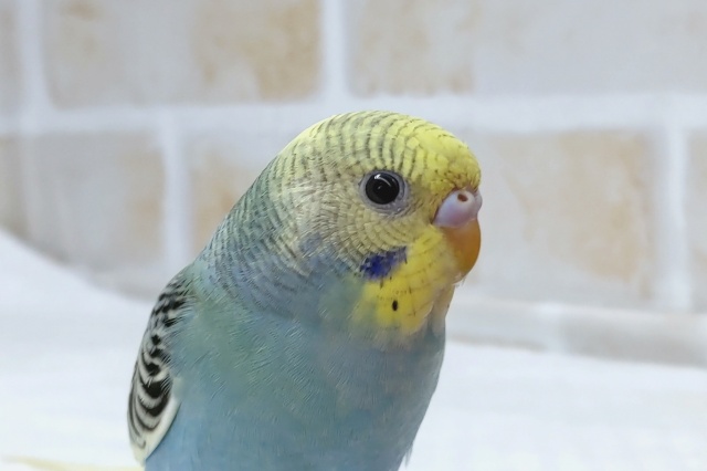 まんまるおめめ😀　セキセイインコ(パイド)