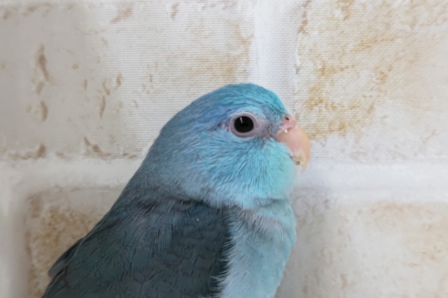 手乗り練習中〜💙　マメルリハインコ(ブルー)