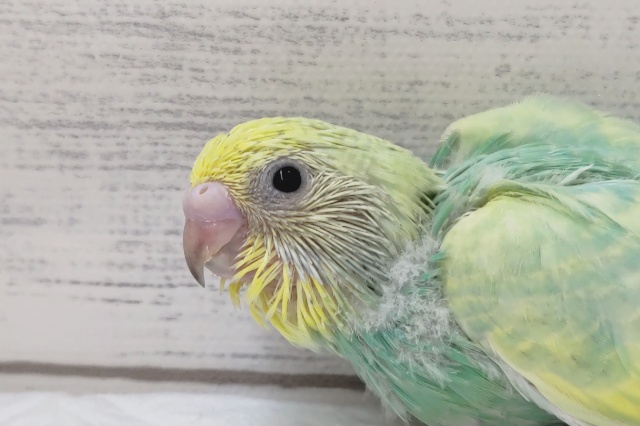 鮮やかパステル〜🌈　セキセイインコ(パステルレインボーセルフ)