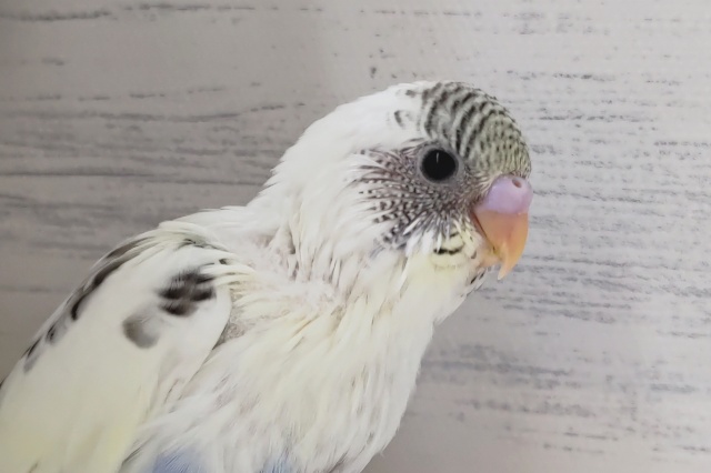 いろんな色が入ってます🌟　セキセイインコ(4色ハルクイン)