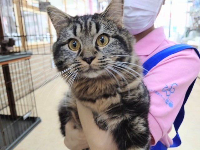 サイベリアン(ブラウンタビー)女の子♪凛々しいね！