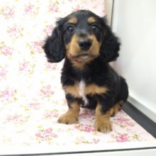 キリッとイケメン女子！ミニチュアダックスのダッちゃんいますよ〜