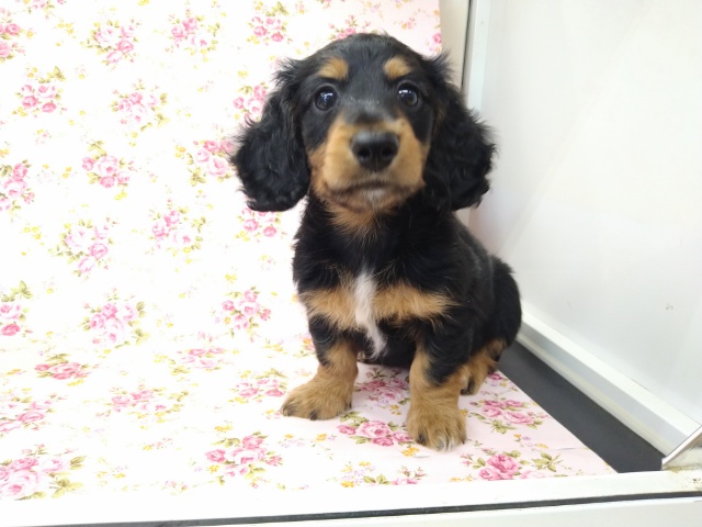 キリッとイケメン女子！ミニチュアダックスのダッちゃんいますよ〜