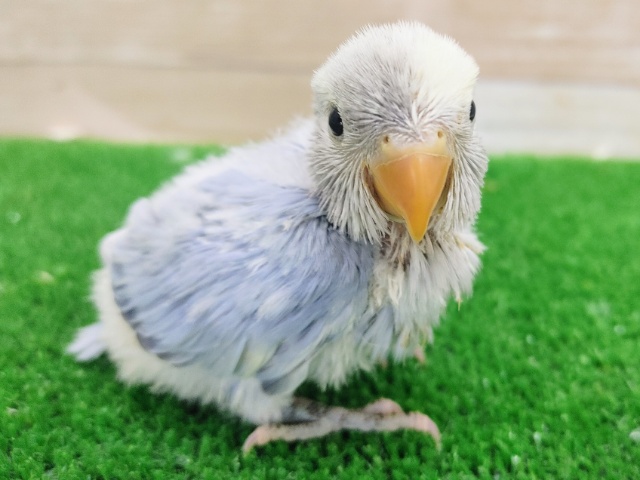 綺麗なカラー✨コザクラインコのブルーオパーリンパイドのヒナ入荷しました〜❤