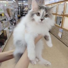 サイベリアン(ダイリュートキャリコ)女の子♪成長しました～