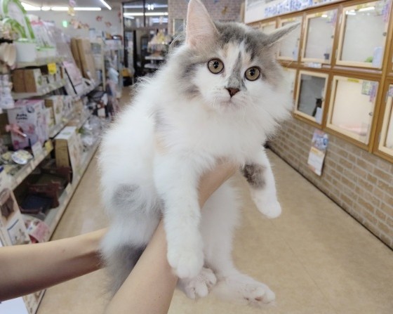 サイベリアン(ダイリュートキャリコ)女の子♪成長しました～