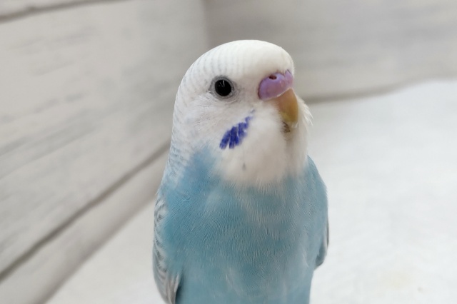 最新画像あり！　グレーの模様が特徴的✨　セキセイインコ(オパーリングレーウイング)