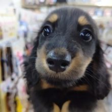 最新画像！ミニチュアダックス(ブラック&タン)男の子♪甘えんぼ～♡