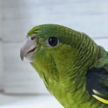 最新画像あり！　鮮やかグリーンカラー💚　サザナミインコ(オリーブ)