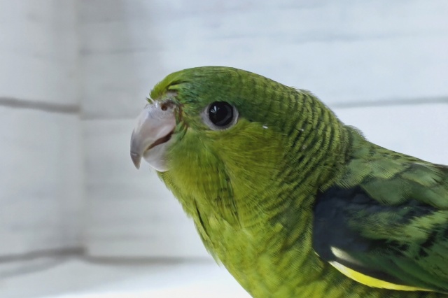 最新画像あり！　鮮やかグリーンカラー💚　サザナミインコ(オリーブ)