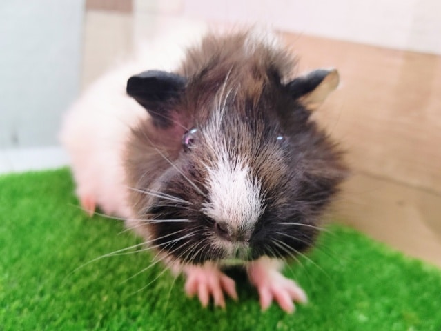 アビシニアンモルモットのベビー入荷しました❤