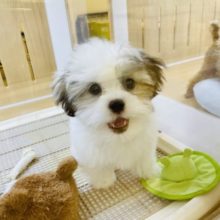 人が大好き過ぎて困ります♥ミックス犬くん！