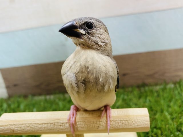 これからの成長が楽しみです！定番人気の桜文鳥やって来ました〜