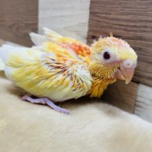 オレンジイエローで夏っぽいヒナさん！美声インコのルビノーオパーリンカラー！