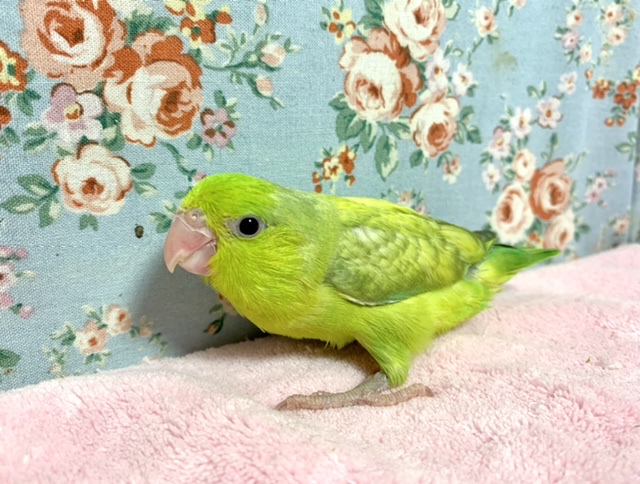 マメルリハ パステルグリーン 男の子 6/27