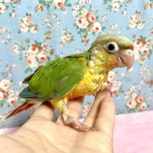 ウロコインコ　パイナップル　６月２４日