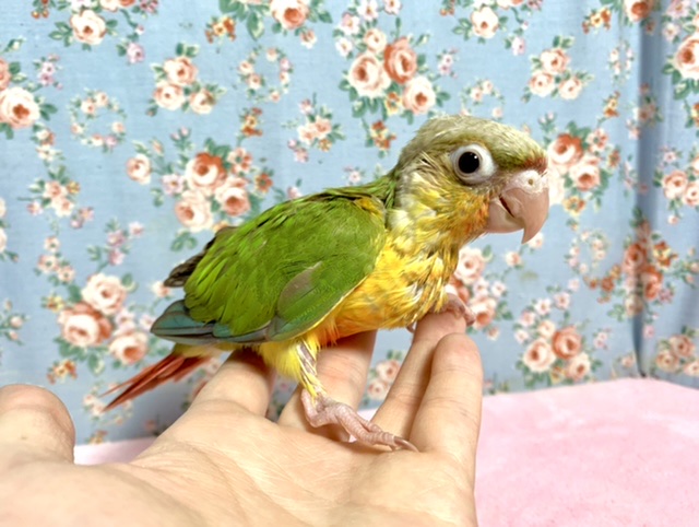 ウロコインコ　パイナップル　６月２４日