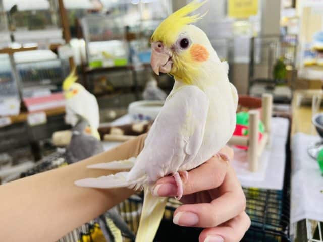 最新画像更新☆はげ頭が愛くるしい♡ルチノーオカメインコ