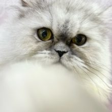 ねこパンチしちゃうぞ～！　ペルシャ（チンチラシルバー）　女の子　2021年11月5日生まれ