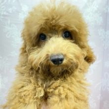 最新画像！　もっふもふ😊　トイプードル（レッド）　女の子♪　2022年2月13日生まれ