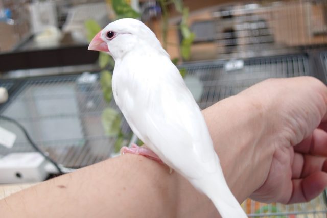 まずいです。。自分が連れて行きたくなりそう☆　白文鳥～～