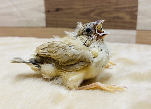 綿毛の可愛い小さい鳥さん♡シナモンカラーのキンカ鳥！
