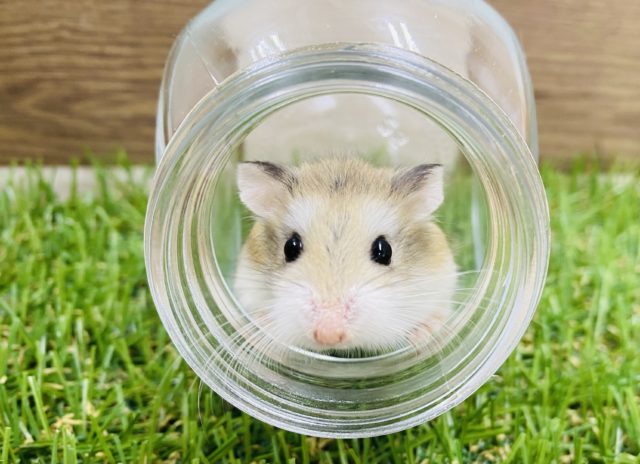 あと1匹☆とても活発で元気です！！ロボロフスキーハムスターのノーマルカラー♪