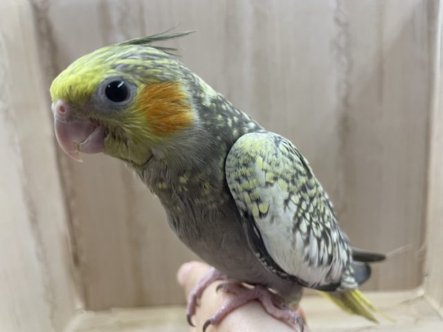 きゅるんとかわいくアピール♪　オカメインコ　パール