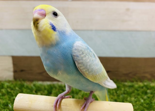 ヒナエサ卒業！淡いカラーが綺麗なセキセイインコのパステルレインボー♪