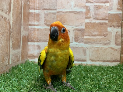 激かわ！！　コガネメキシコインコ入舎です！！ R4. 6/13撮影