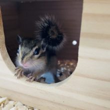 久々入舎の人気な仔！シマリスの女の子！