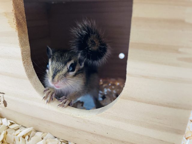 久々入舎の人気な仔！シマリスの女の子！