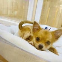 嬉しくてお腹出しちゃう☆ロングコートチワワの男のコ　2022.5/15撮影