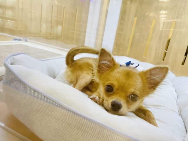 嬉しくてお腹出しちゃう☆ロングコートチワワの男のコ　2022.5/15撮影