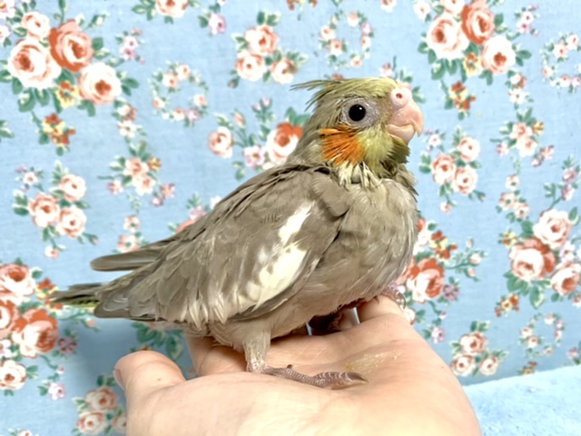 オカメインコ シナモン 6/13