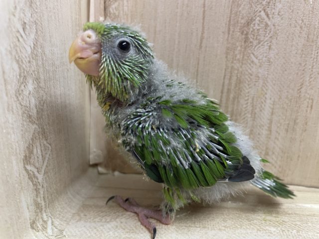 初めましてアサギリインコさん♪♪♪