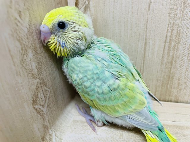 必見！グリーンが綺麗なんです！！　セキセイインコ　パステルカラーレインボー