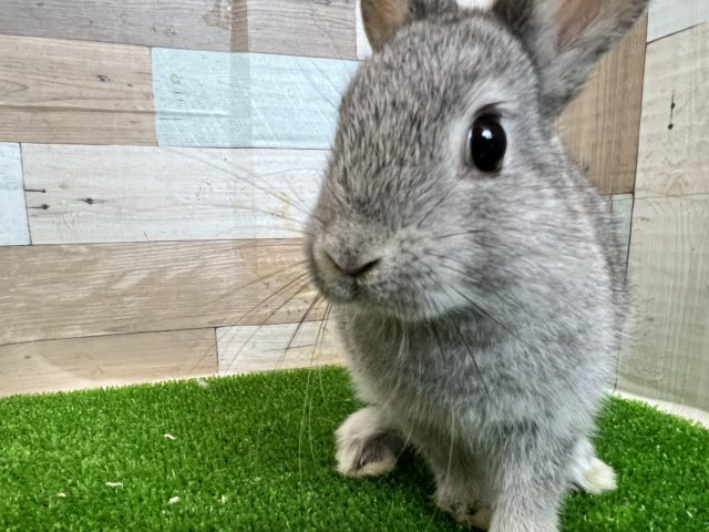 最新画像更新♡興味津々♪ブルーのネザーランドドワーフラビット