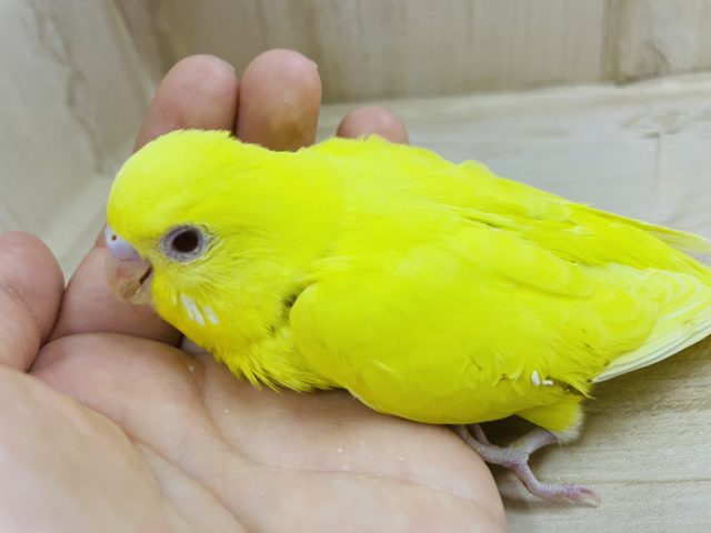 黄色い体に赤のおめめさん！　セキセイインコ　ルチノー
