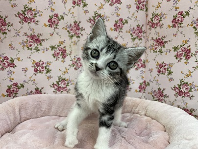 個性的な色合いのお転婆ガール☆　アメリカンショートヘアの女のコ 2022.6/24撮影