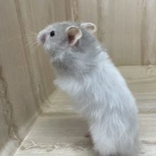 残り１匹です！最新画像になりますよ～！　カラーハムスター勢揃い！　セーブル系　女の子！