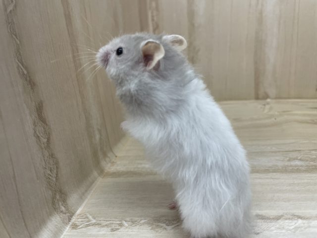 残り１匹です！最新画像になりますよ～！　カラーハムスター勢揃い！　セーブル系　女の子！