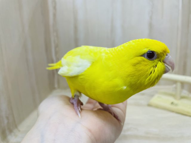 最新画像になりますよ！！レモンカラーのサザナミさん！　サザナミインコ　ルチノー