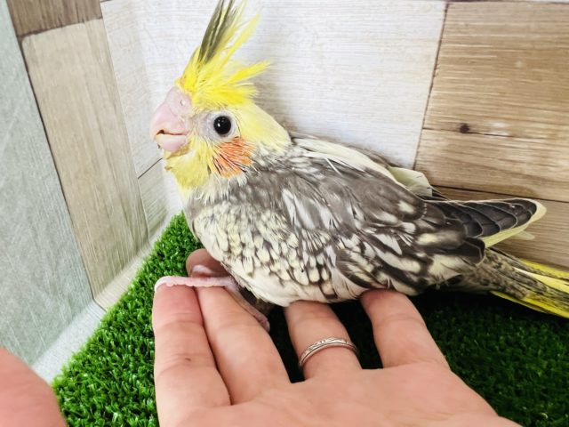 ツートンなトサカ☆パールオカメインコ